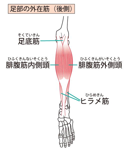 役割 ヒラメ 筋 ふくらはぎの筋肉「腓腹筋・ヒラメ筋・足底筋」の役割と特徴 │やまはたブログ